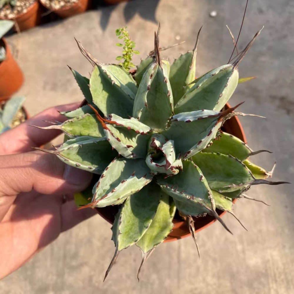 8CM Succulent Agave Plant Agave Potatorum Cv.’Cubic’ Agavaceae Home Garden Plant
