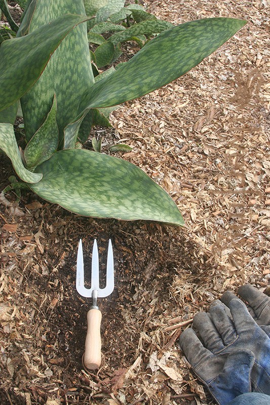 Weeding Fork Hand Garden Tool Stainless Steel Wood Handle Gardening Implement