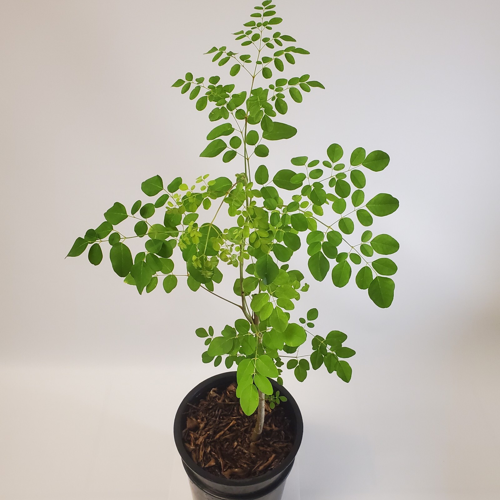 Moringa Oleifera Tree of Life Live Plant 3ft+- Save 6 Months of Growing Time