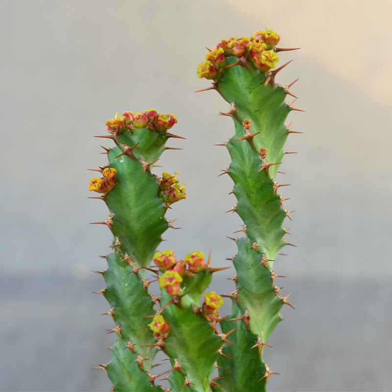 3PCS 8CM Succulent Cactus Plant Euphorbia Groenewdi Cactaceae Home Garden Plant