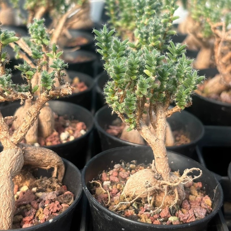 5CM Succulent Plant Trichodiadema Bulbosum Schwantes Aizoaceae Home Garden Plant