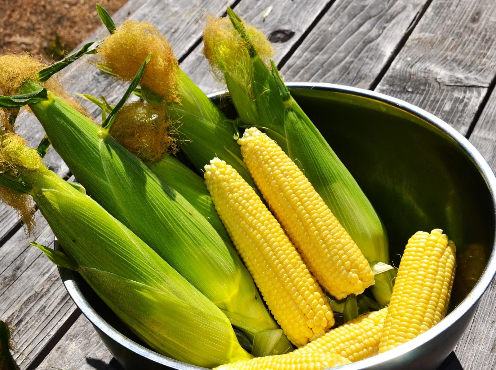Honey Select Triple Sweet Corn Seeds | AAS Winner Untreated Yellow SY Seed 2024