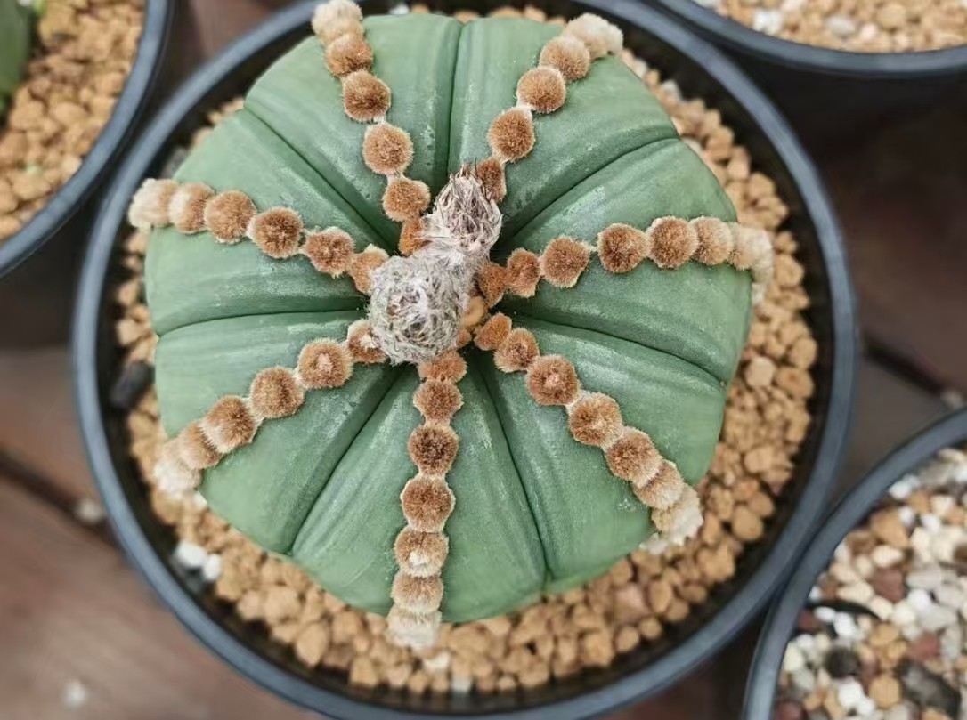8cm Rare Plant Cacti Astrophytum Asterias ‘Ooibo’ WYSIWYG Own Root Garden Sale
