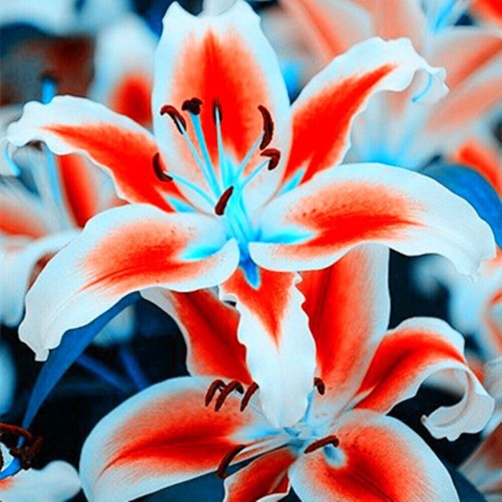 50 Lily Flower Seeds Much Less Money Than Bulbs