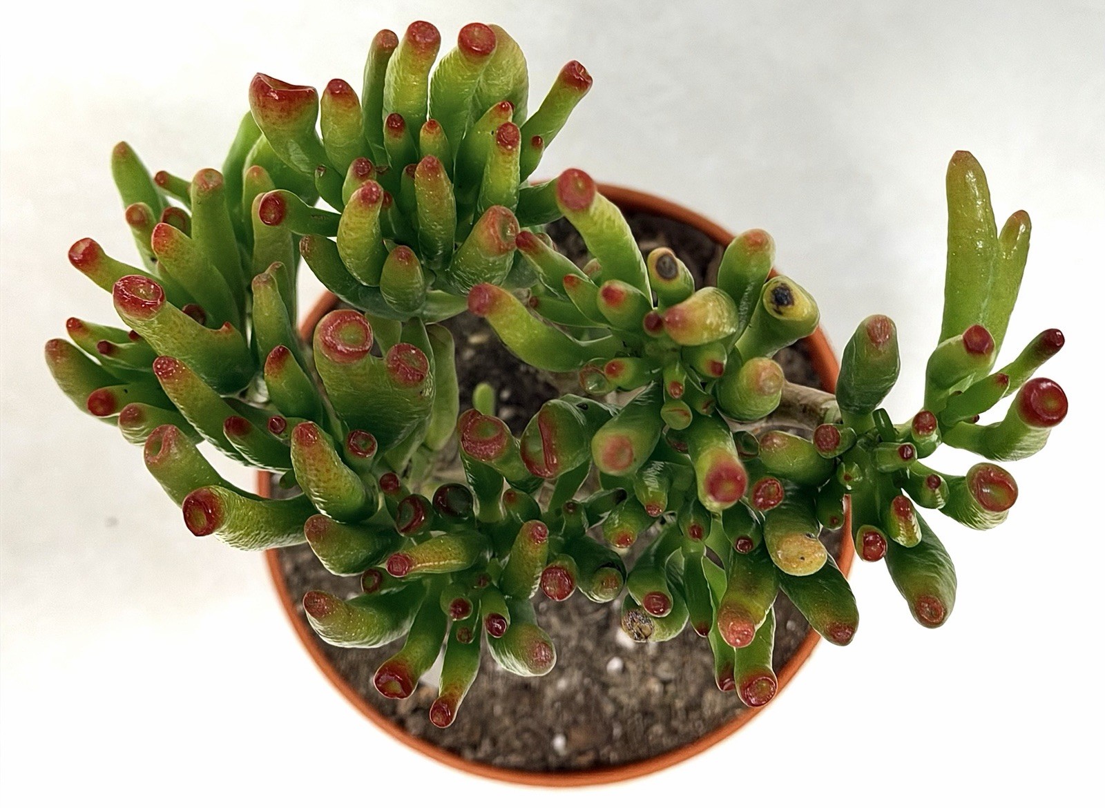 Gollum Jade Crassula Green/Red Broadleaf 5” Potted, Indoor Outdoor Full Sun in