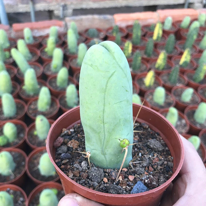 8CM Succulent Cactus Plant Eulychnia Castanea Male Sexy Cactaceae Home Garden