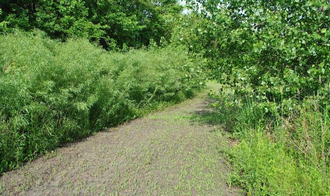 110 Austree Hybrid Willow Tree Cuttings 10″ Fast Growing Hedge BEST WILLOW DEAL