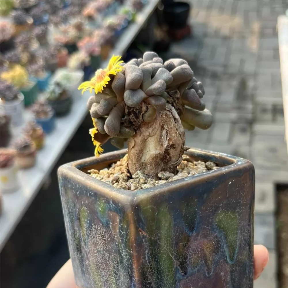 4-5cm Seedgrotfh Seedling Aloinopsis schooneesii Caudex Cactis Garden Plant