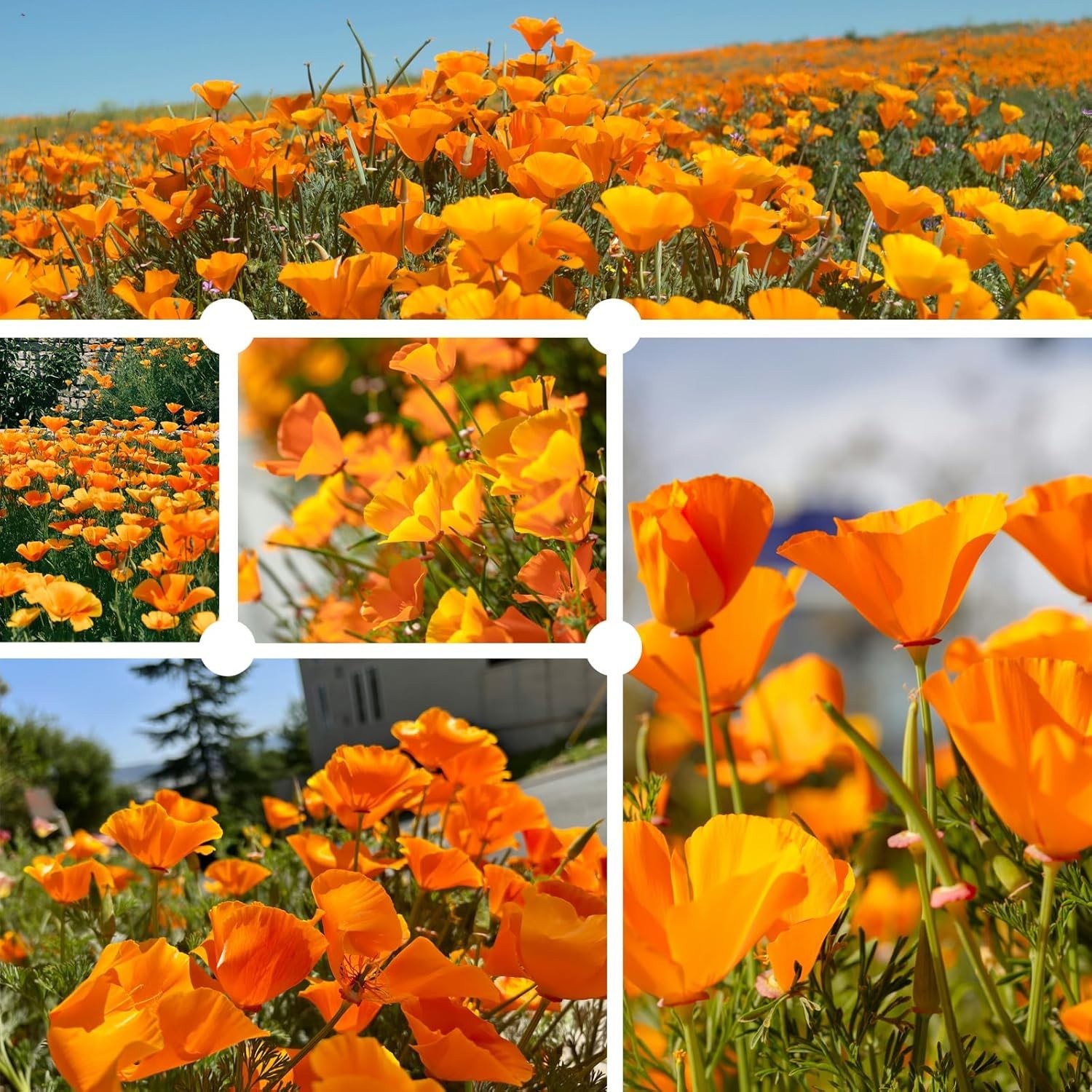Wildflower Seeds California Orange Poppy 0,35 Ounce Packet Bulk Native State