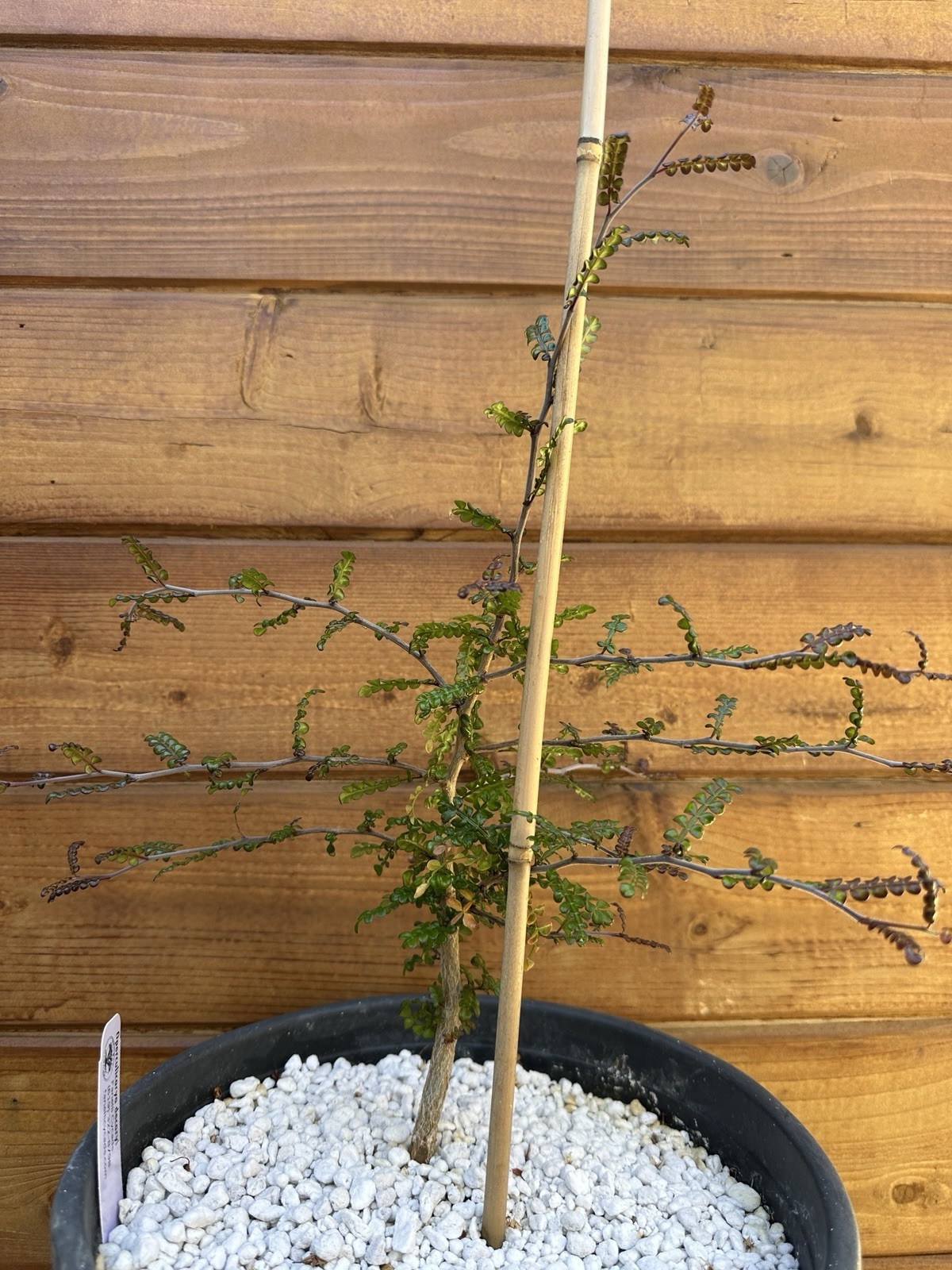 Operculicarya decaryi – Madagascar Elephant Tree – 3 years old