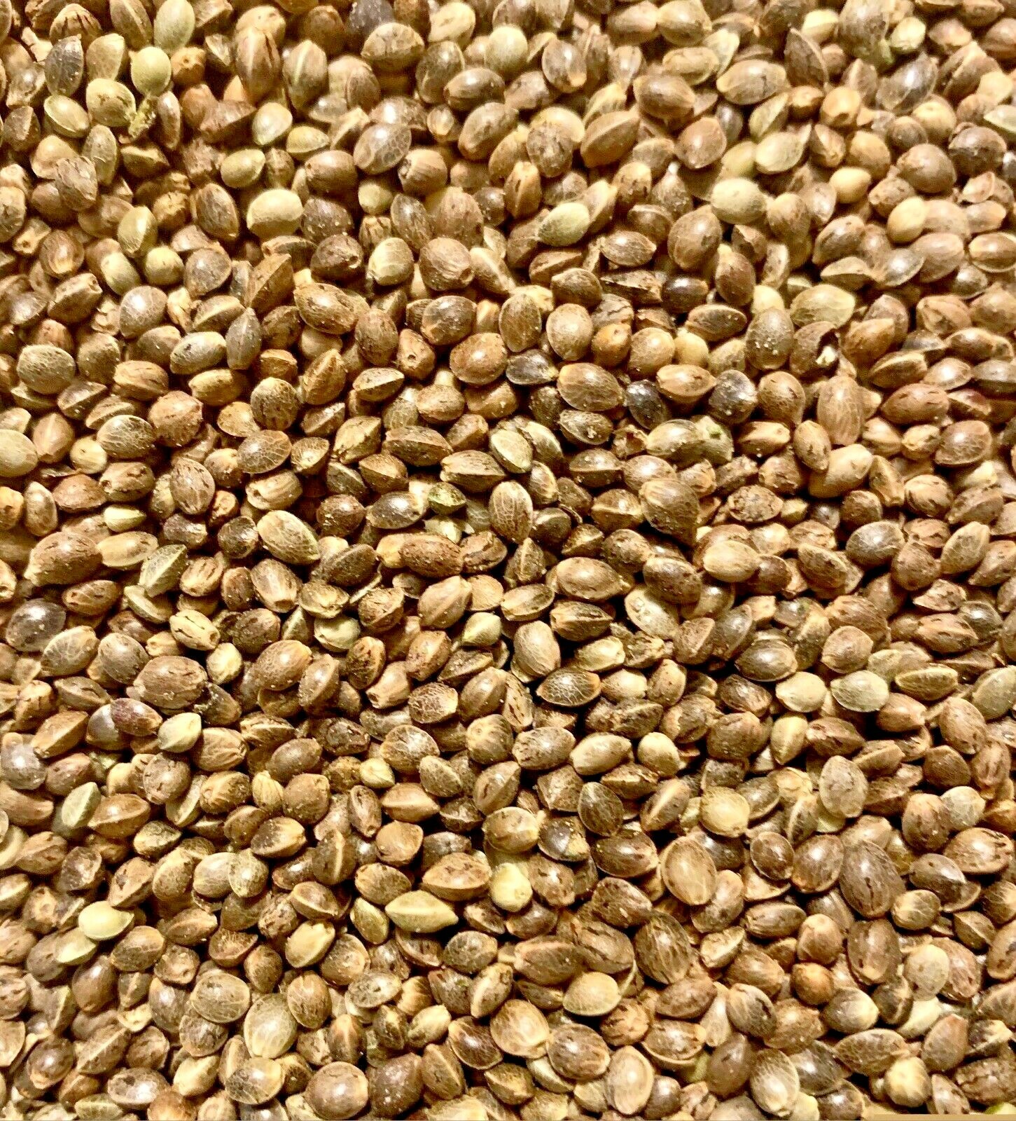 Ripkitty Premium Whole Hemp Seeds Nuts Organic Free Shipping
