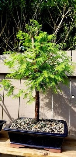 ( 3 ) – Dawn Redwood Tree – Metasequoia – Starter Plants – ( 3 live plants )