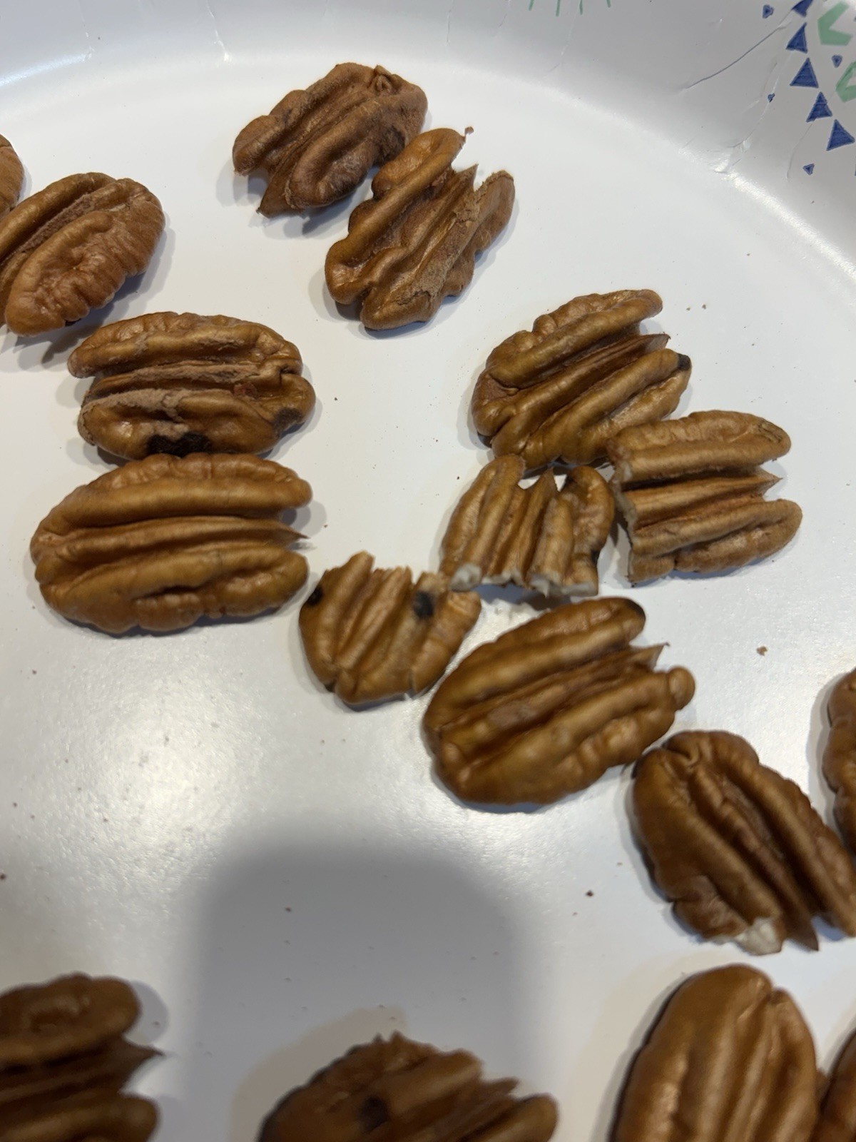 10 Lbs. 2025-2026 Squirrel Grade Pecans In The Shell, Not For Human Consumption