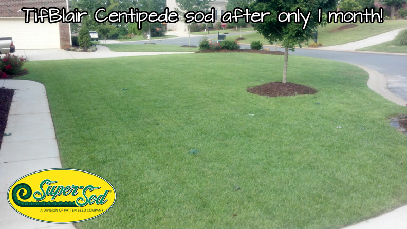 Tifblair Centipede Grass Seed (Certified) – Select Your Size