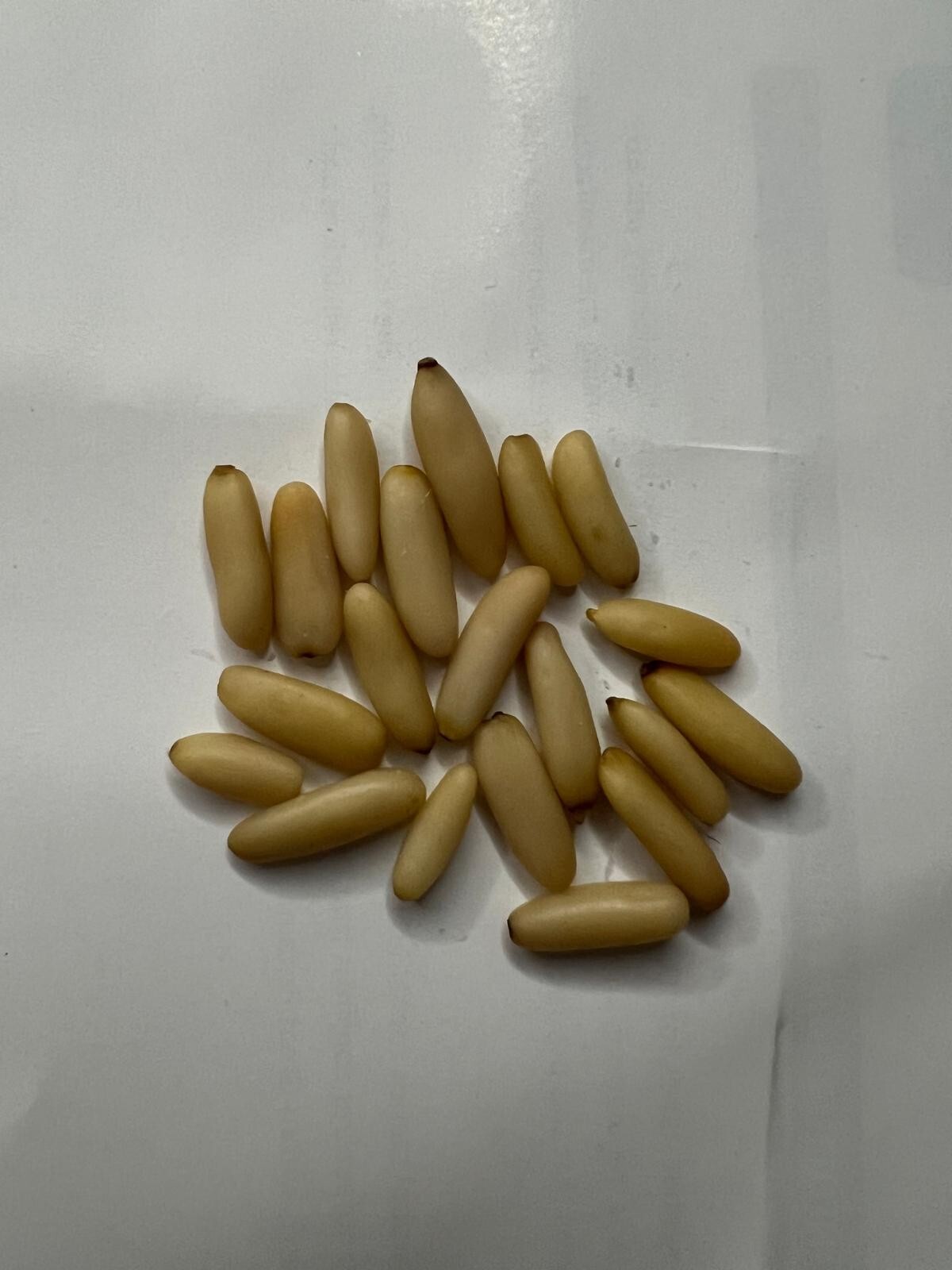 pine nuts Nuts – Whole Nuts, FOODS Pine Nuts, NOW FOODS Pine, Pine Nuts 250g A+