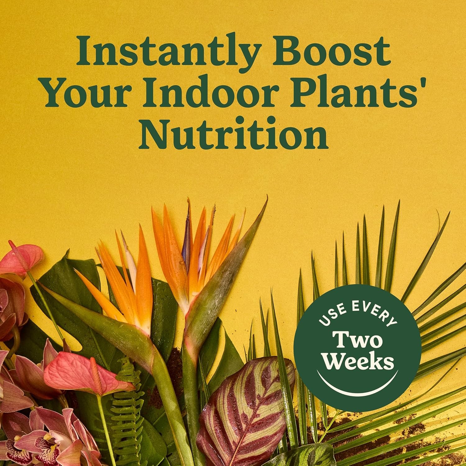 Indoor Plant Food for All Plants 8 Fl. Oz., 2-Pack