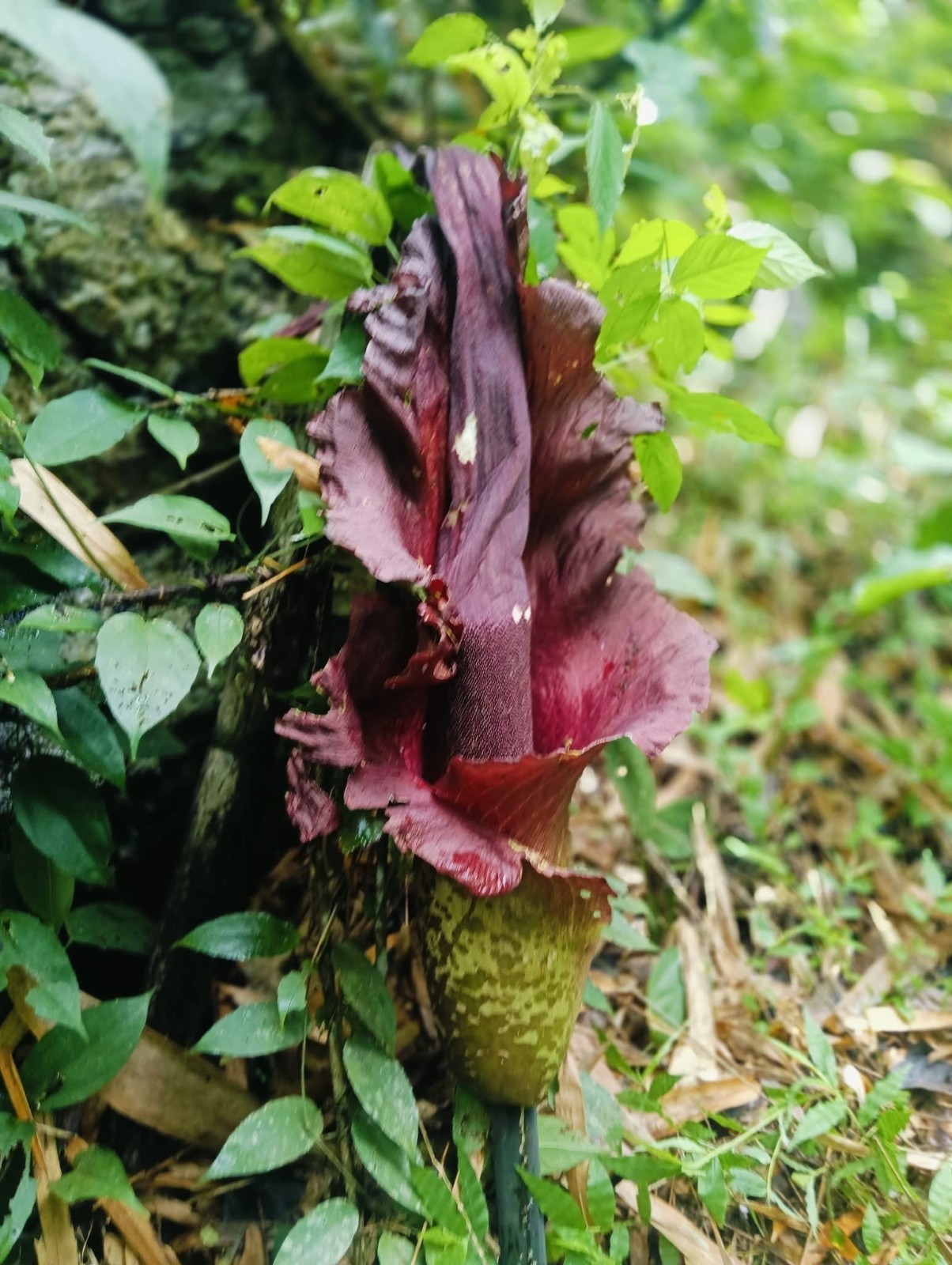 1 New ! Amorphophallus maxwellii (Rare plant) Thailand