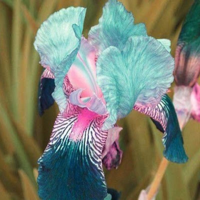 50 Heirloom Iris Seeds Fragrant Flower Plant (much less money than bulbs)