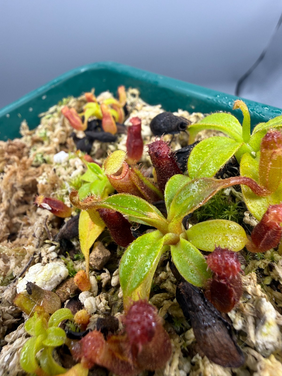 Nepenthes Harryana Specimens Sg (READ DESCRIPTION)