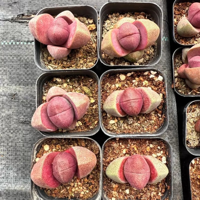 4-5CM Succulent Plant Pleiospilos Nelii Schwantes（Purple）Aizoaceae Home Garden.