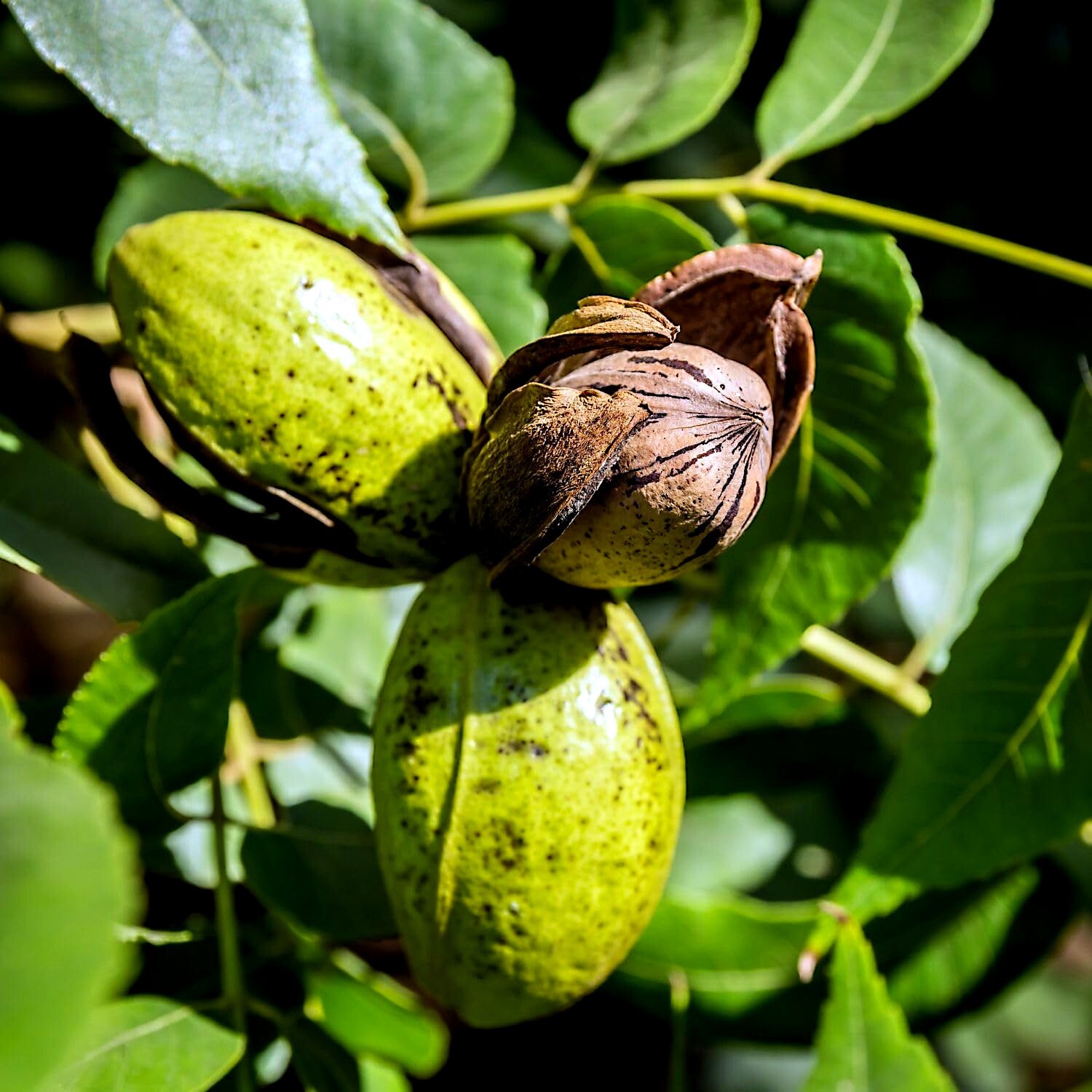 Northern Sweet Pecan Tree Seeds/Nuts (Carya illinoinensis) Hardy-Zone 5 Edible
