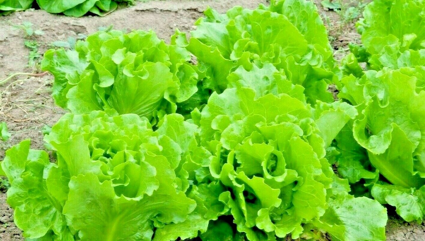 1500+ LETTUCE BLACK SIMPSON SEEDS SPRING SALADS HEIRLOOM NON-GMO MICROGREENS USA