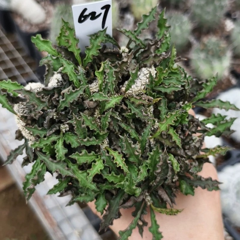 8CM Succulent Cactus Plant Euphorbia Cylindrifolia Cristata Cactaceae Beautiful