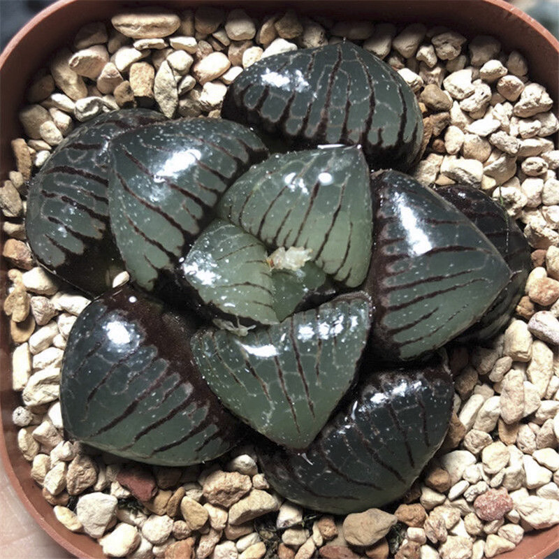 5CM Succulent Plant Haworthia Comptioniana Sun Moon Lake Liliaceae Home Garden.