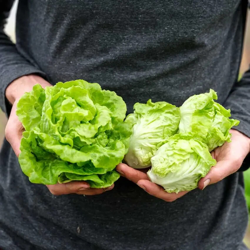 1000 TOM THUMB LETTUCE SEEDS ~ heirloomseedguy ~ 2026 ~ NON-GMO