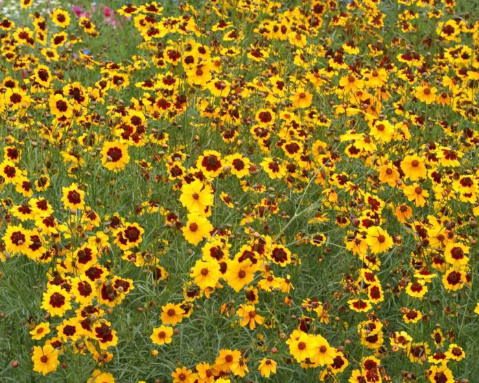 Wildflower Mix DRY AREA MIX w/Perennials Full Sun Pollinators Non-GMO 1000 Seeds