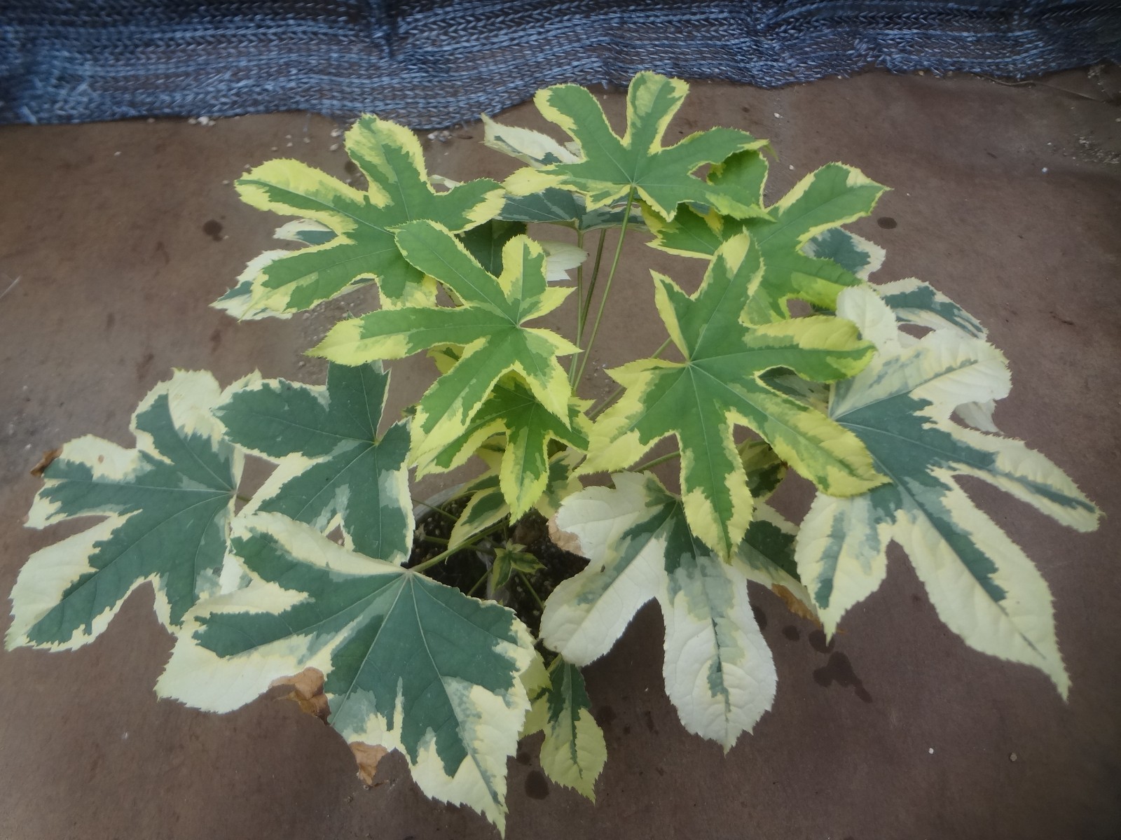 Kalopanax septemlobus yellow cream fukurin variegated [Must read description]
