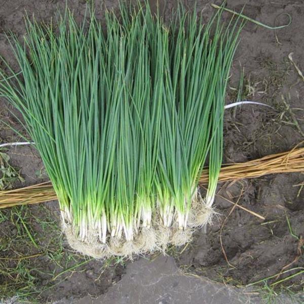 White Lisbon Bunching Onion Seeds, Scallions, NON-GMO, Heirloom, FREE SHIPPING