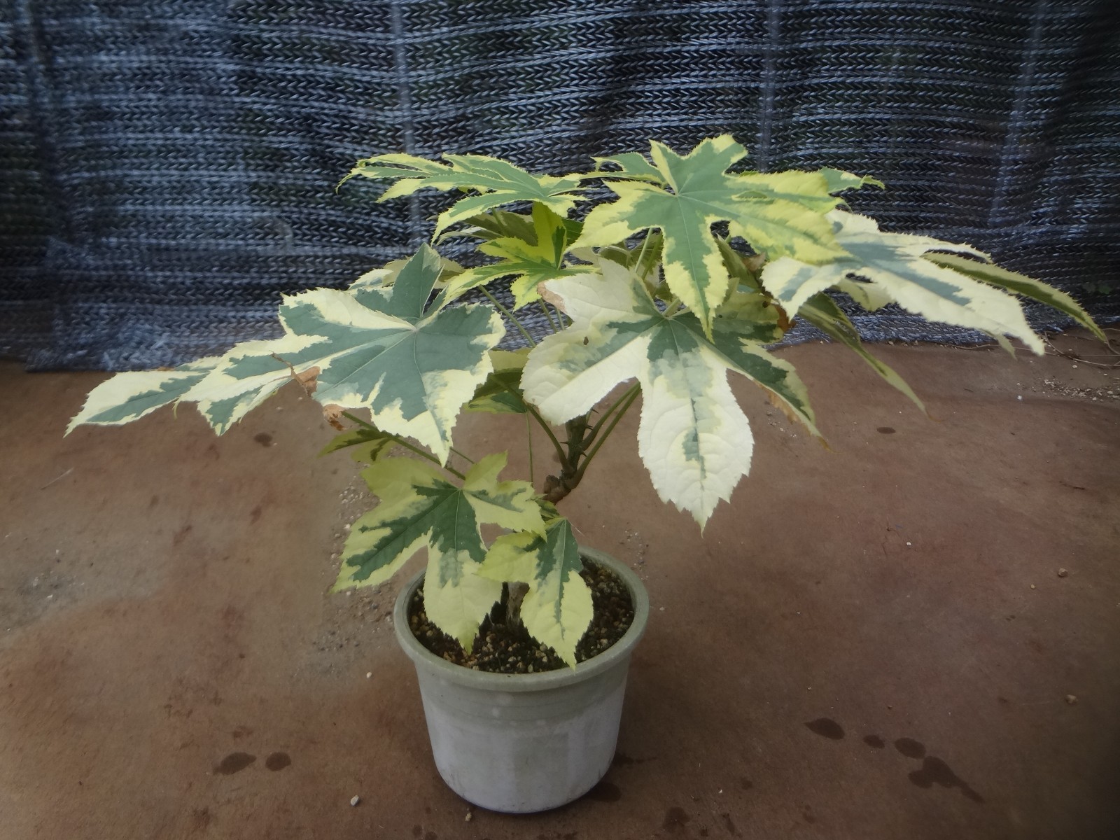 Kalopanax septemlobus yellow cream fukurin variegated [Must read description]