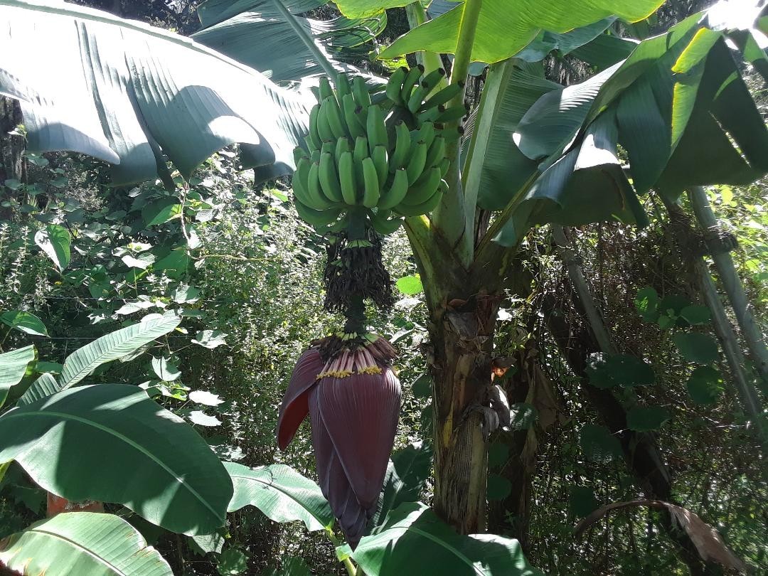 TURE TO TYPE Raja Puri banana READ my description