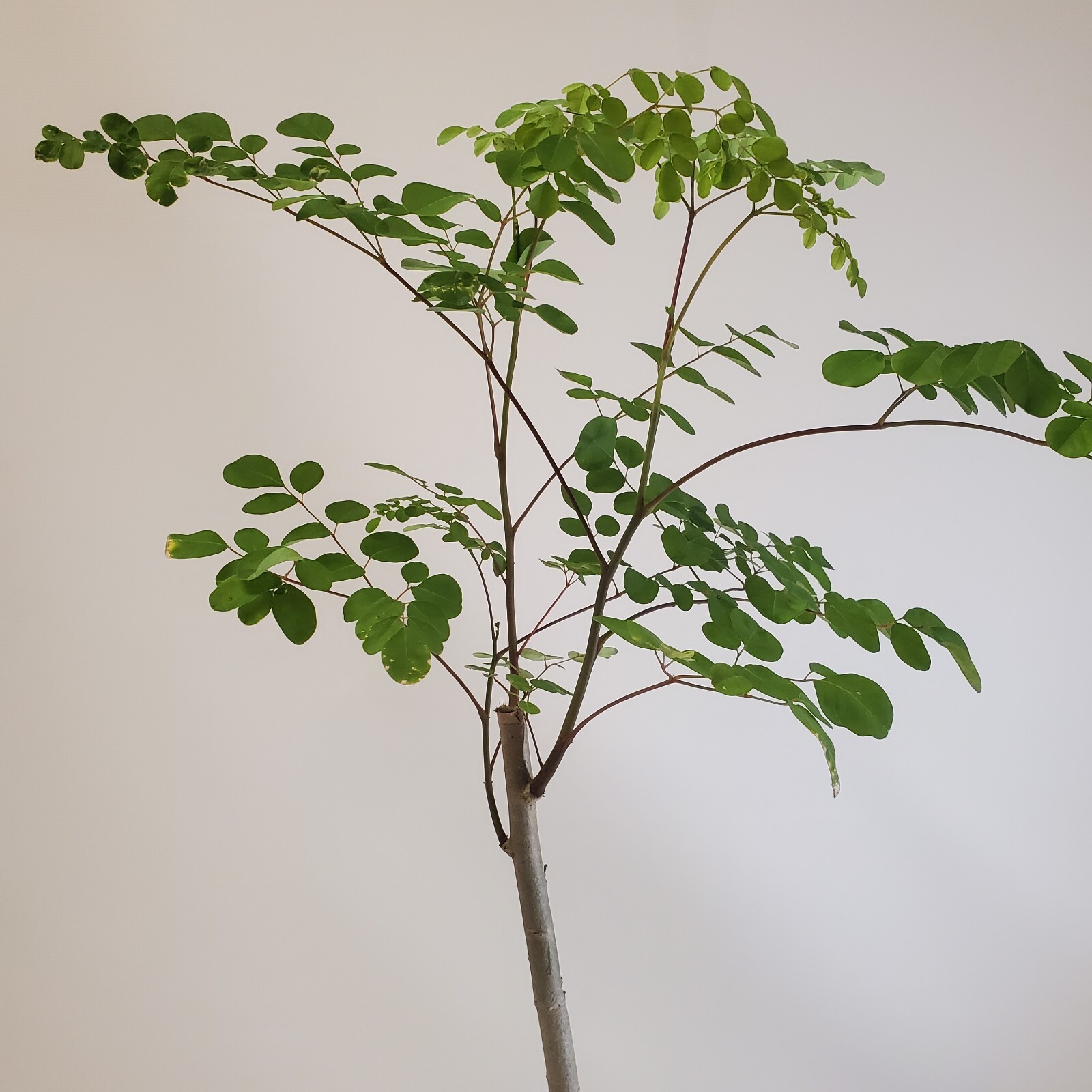2-3ft Grown Moringa Oleifera Potted Tree 6 Months Old Nutritious Edible Leaves