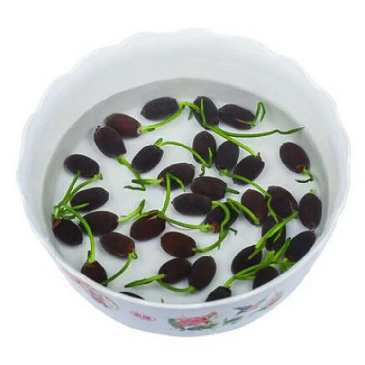 10pcs Pre-Sprouted Mixed Color Bonsai Bowl Lotus Ideal Indoor and Outdoor