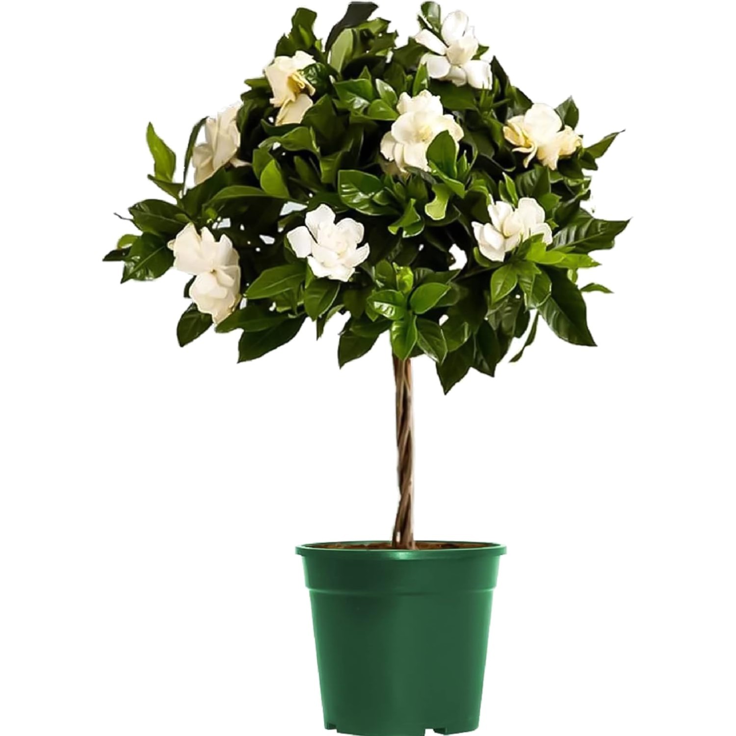 Mini Gardenia Tree 6-Inch Fragrant Indoor Outdoor Plant Blooming Home Office