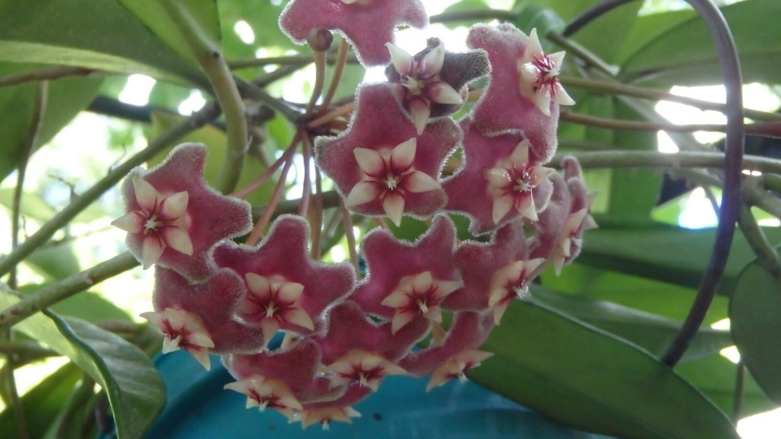 Hoya pubicalyx 1 Year Old plant well rooted, sent in container