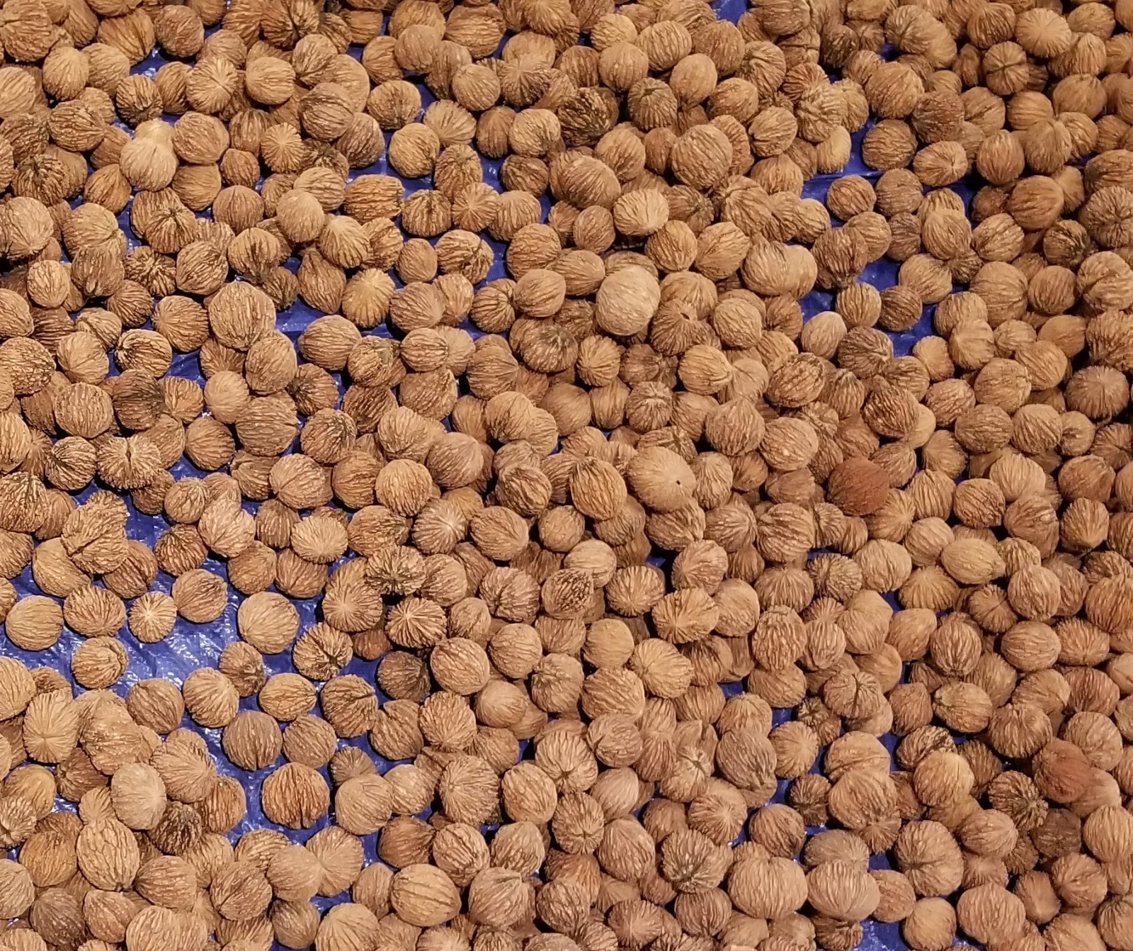 10 lbs. BLACK WALNUTS in the shell – Fall 2025 crop – our famous “squirrel nuts”