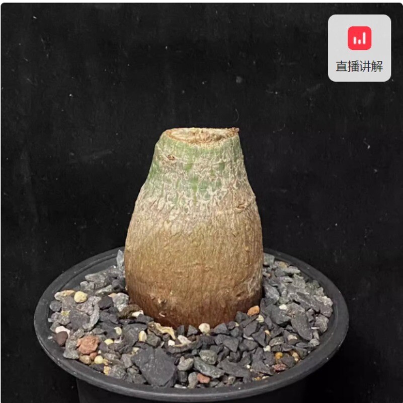 Cactus Succulent Plant Pseudobombax ellipticum Beautiful Home Garden Plant 4-5CM