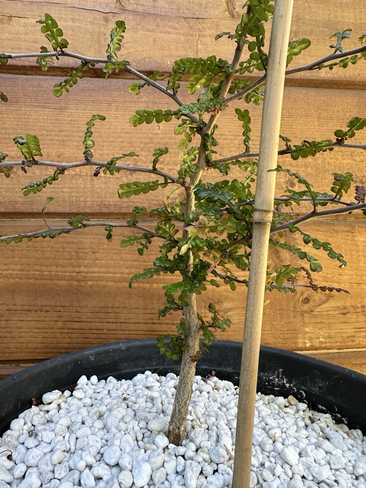 Operculicarya decaryi – Madagascar Elephant Tree – 3 years old