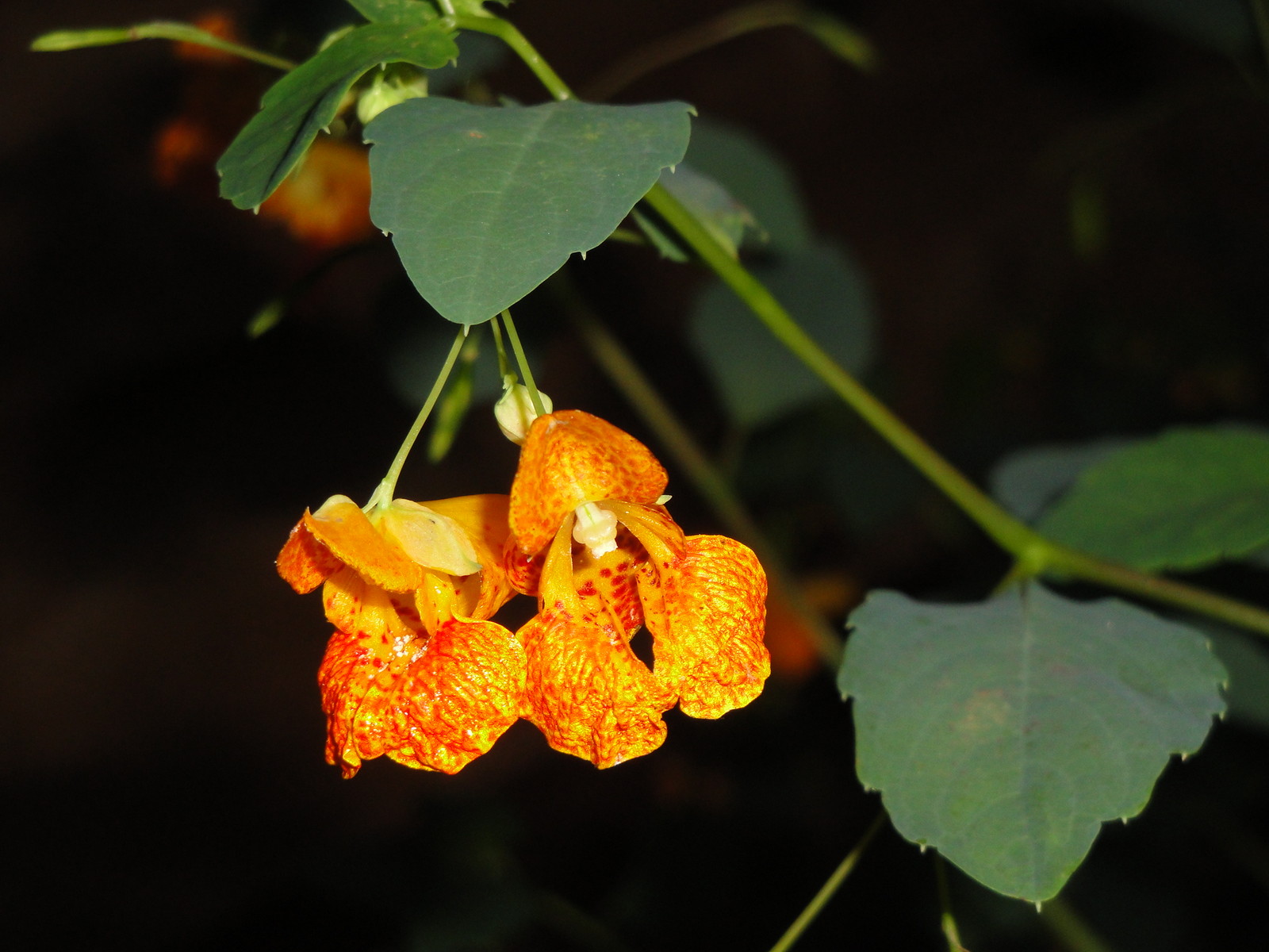 Jewelweed Impatiens Capensis TouchMeNot 40 seeds from 2023 Organic Hummingbirds