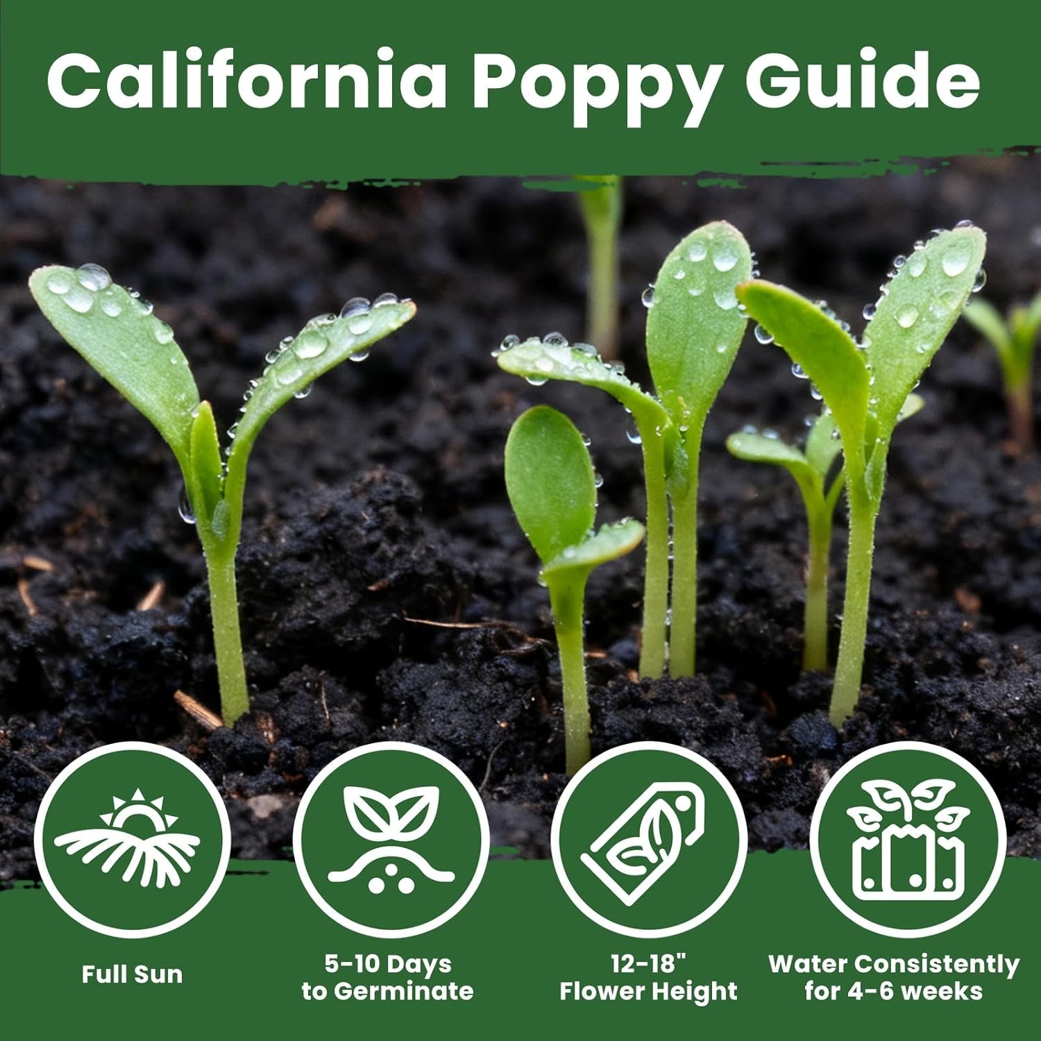 Wildflower Seeds California Orange Poppy 0,35 Ounce Packet Bulk Native State