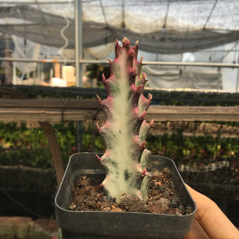 8CM Succulent Cactus Plant Euphorbia Trigona Rubra Red Variegata Cactaceae Plant