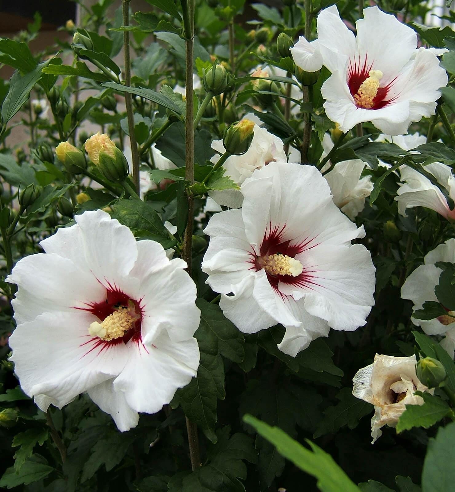 Red Heart Rose of Sharon (Hibiscus Syriacus) 2.5” in pot 10-18” Height