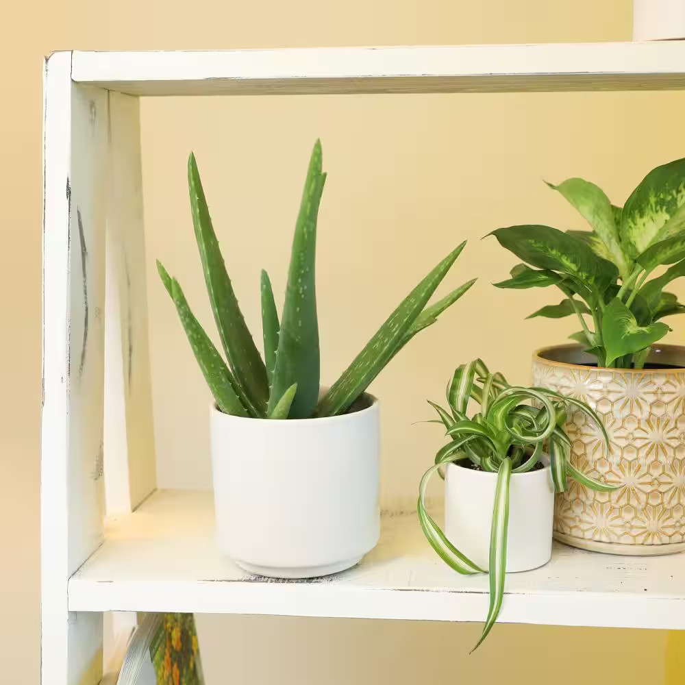 Live Aloe Vera Succulent Plant, (Approx. 10In. Tall), 3.5In. Grower Pot, Easy Li