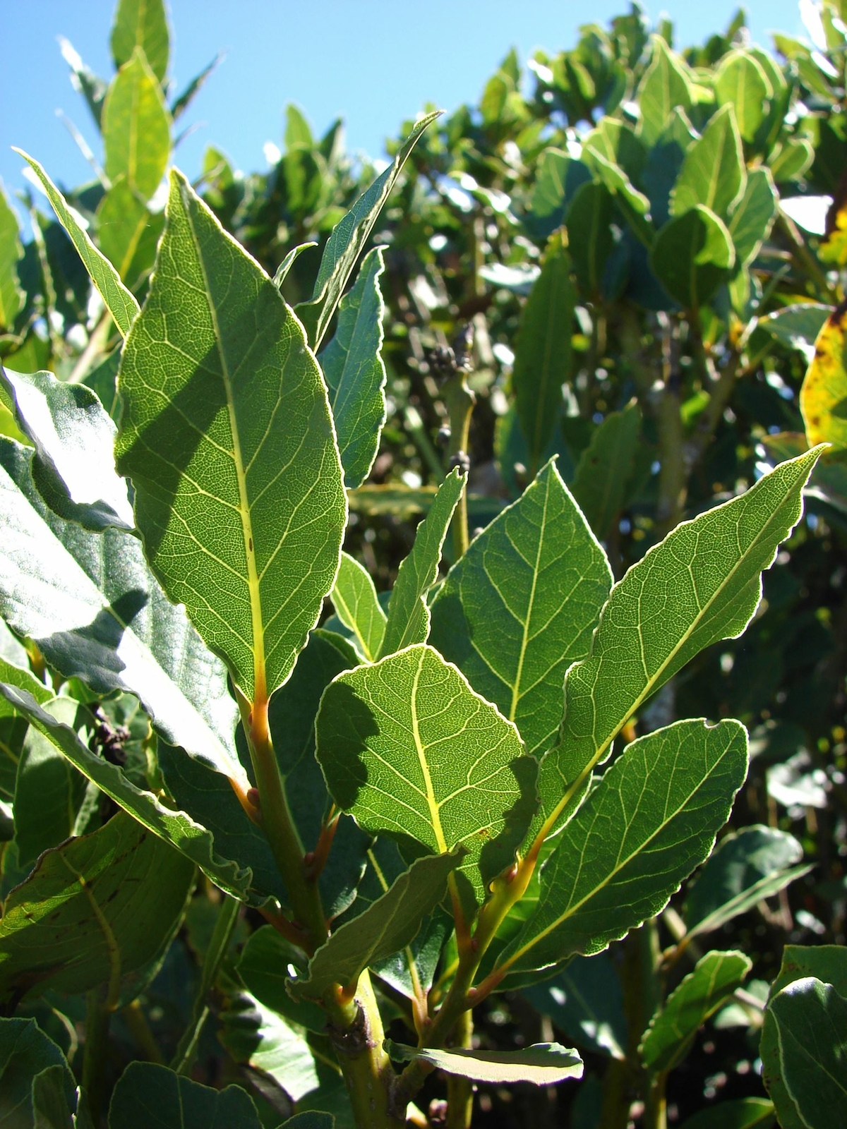 Laurus nobilis – ‘Bay Leaf Tree’ – Bay Laurel or Sweet Bay
