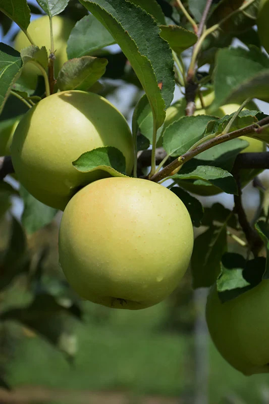 YELLOW DELICIOUS APPLE Fruit Tree Bare-root