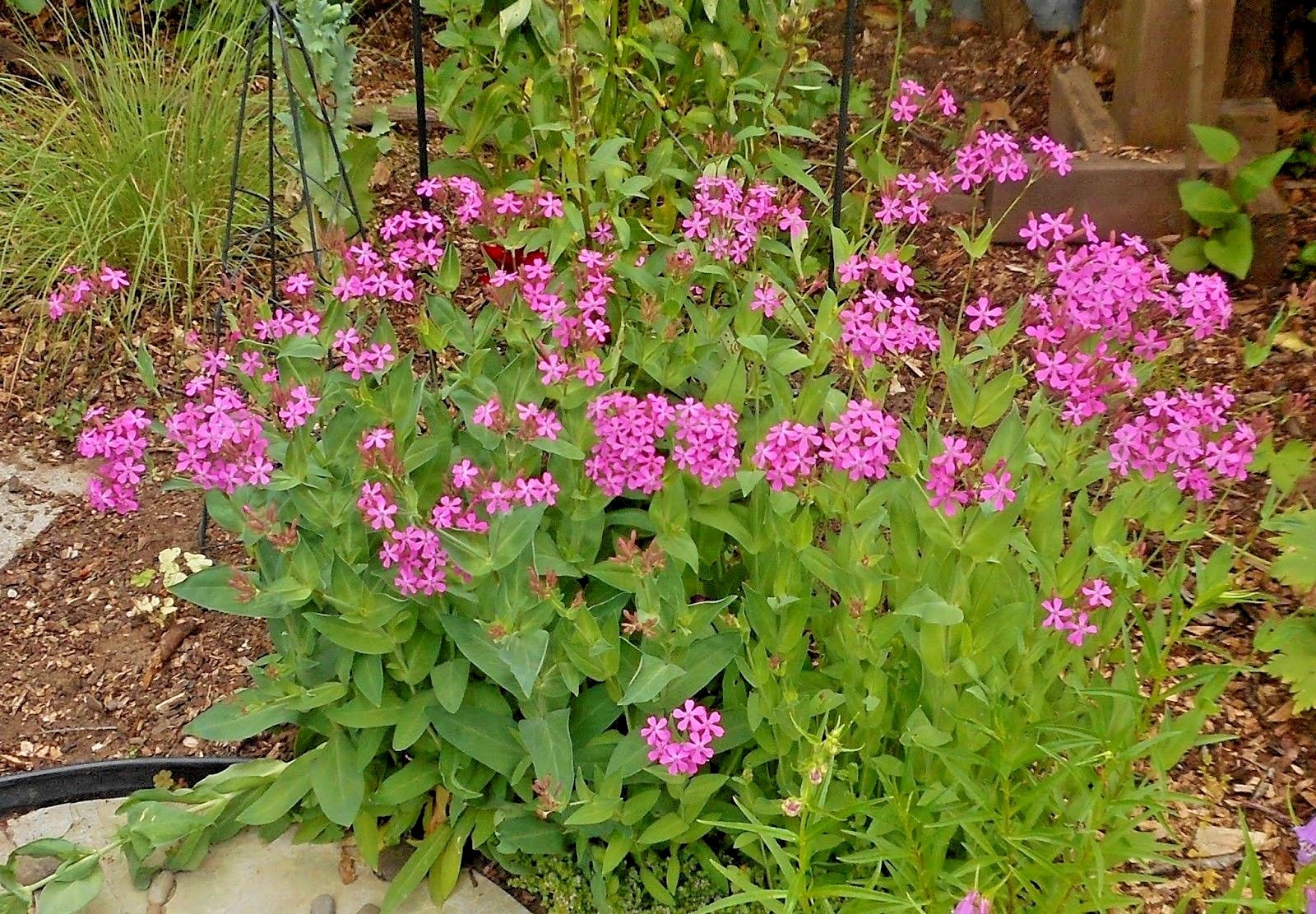 1001+CATCHFLY Flower Seeds None So Pretty Native Wildflower Patio Container Easy