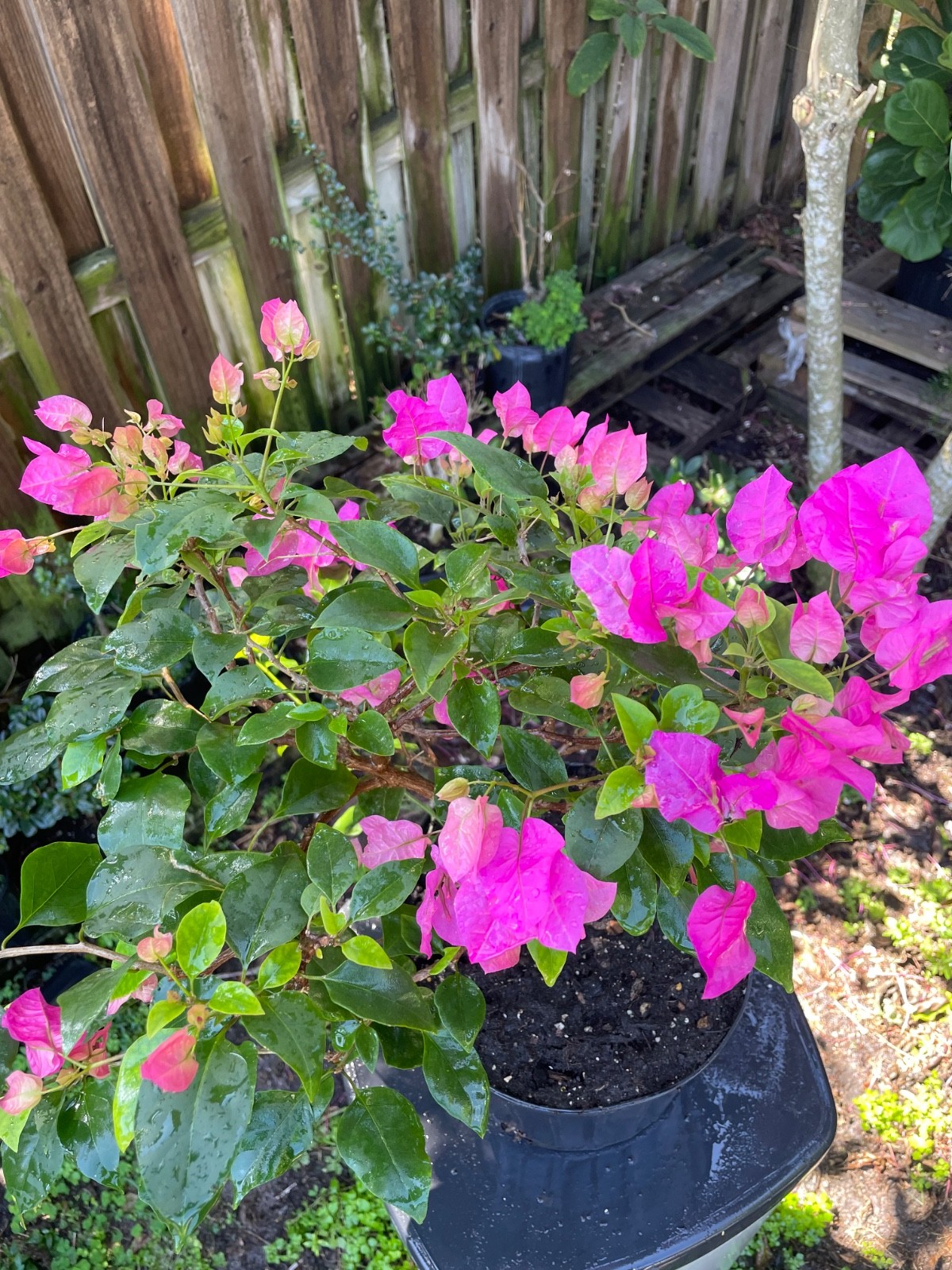 Bonsai Style Pre-bonsai red Bougainvillea Tree 5 years